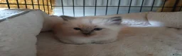 Ragdoll cats for sale: GCCF Ragdoll kittens available 28th June.  - Advert 5