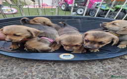 Mixed Breed dogs for sale: mixed breed 4 boys and 2 girls - Image 23