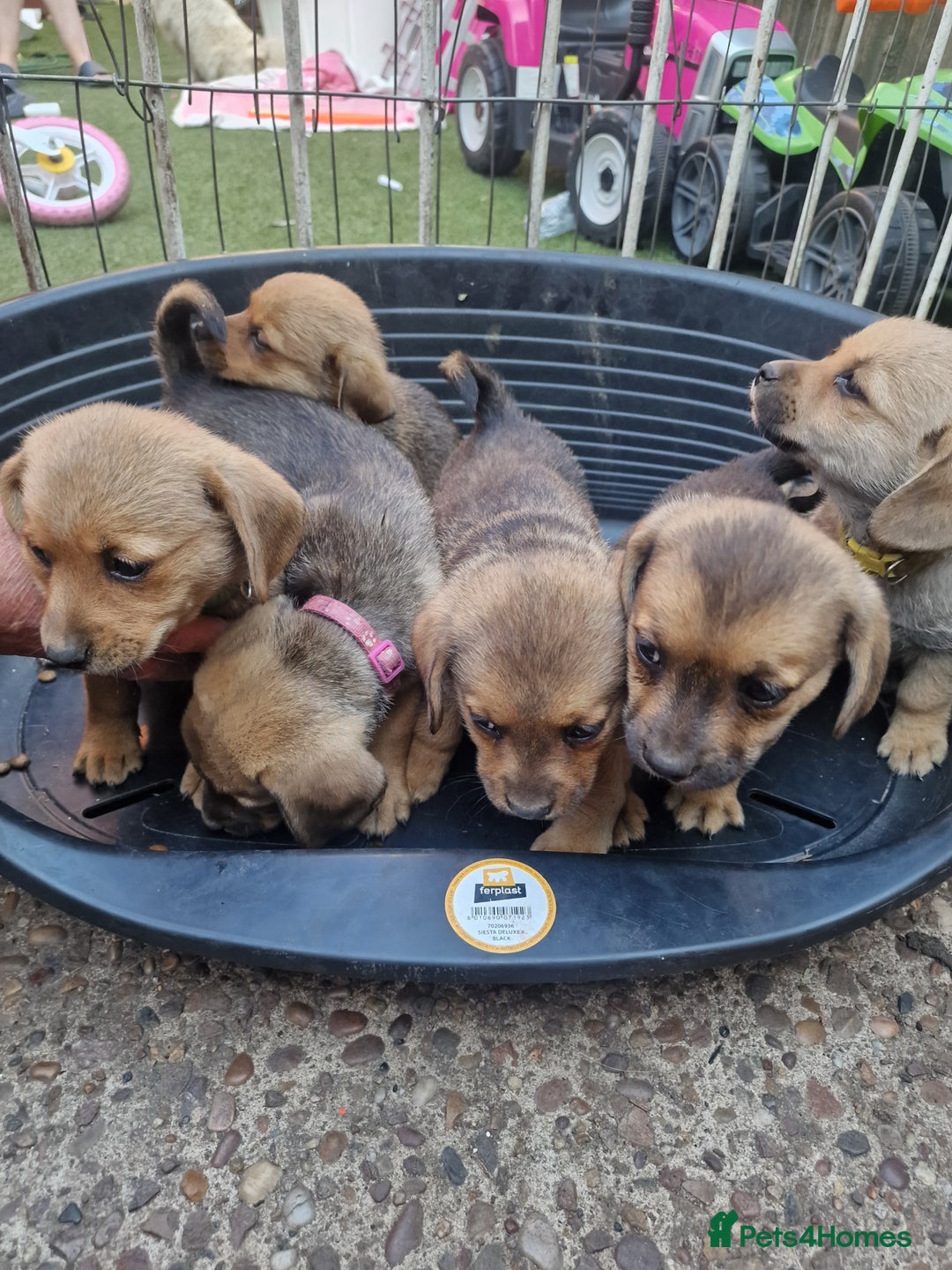 Mixed Breed dogs for sale: mixed breed 4 boys and 2 girls - Image 23