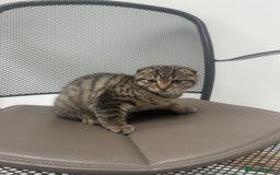 British Shorthair cats for sale: 🐾 Scottish Fold Kittens for Sale 🐾  - Image 4