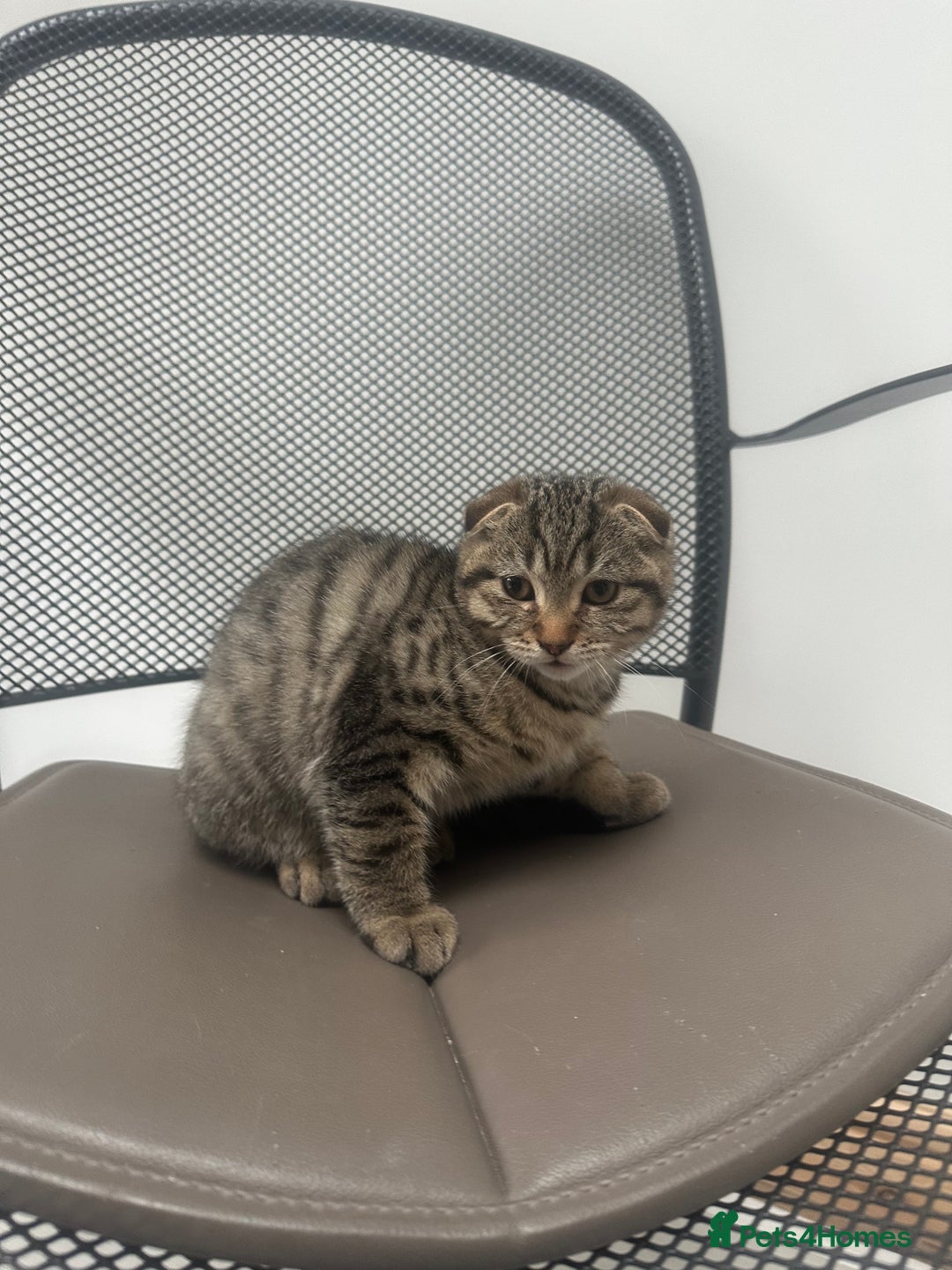 British Shorthair cats for sale: 🐾 Scottish Fold Kittens for Sale 🐾  - Image 4