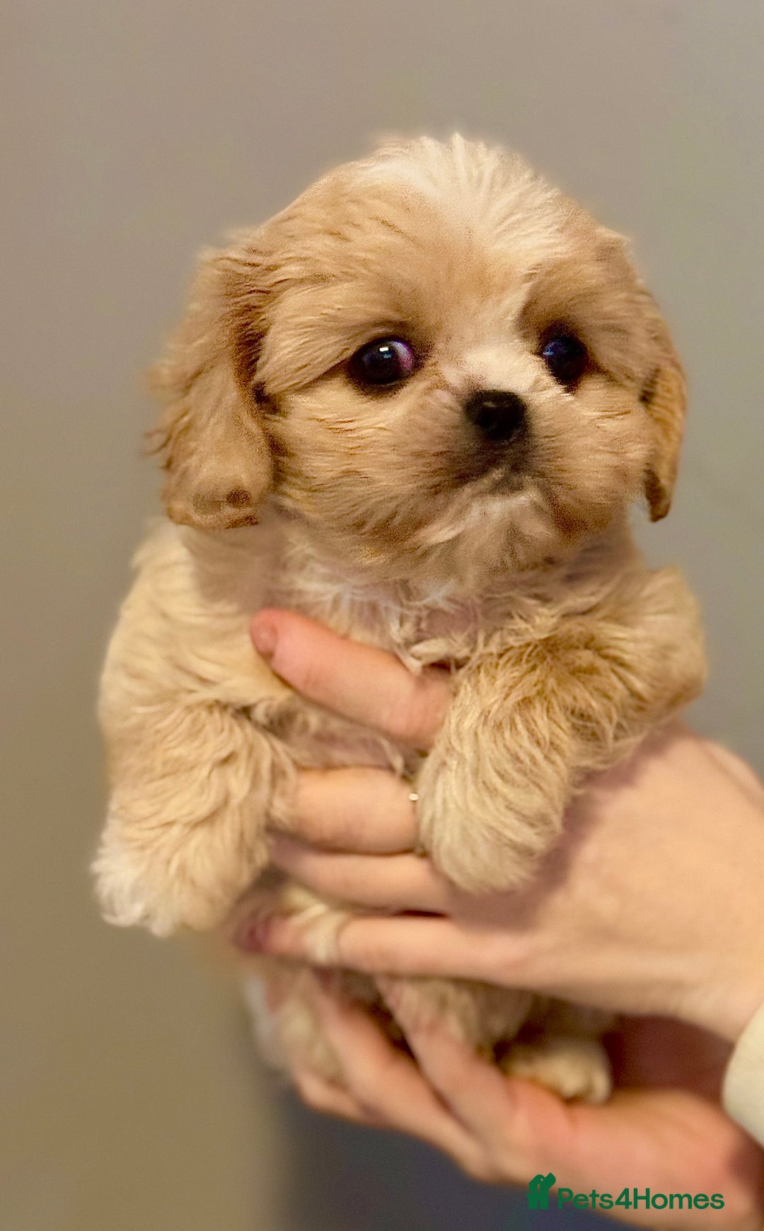 Cavalier King Charles Spaniel dogs for sale: Cavashi cavatzu boys READY NOW  - Advert 4