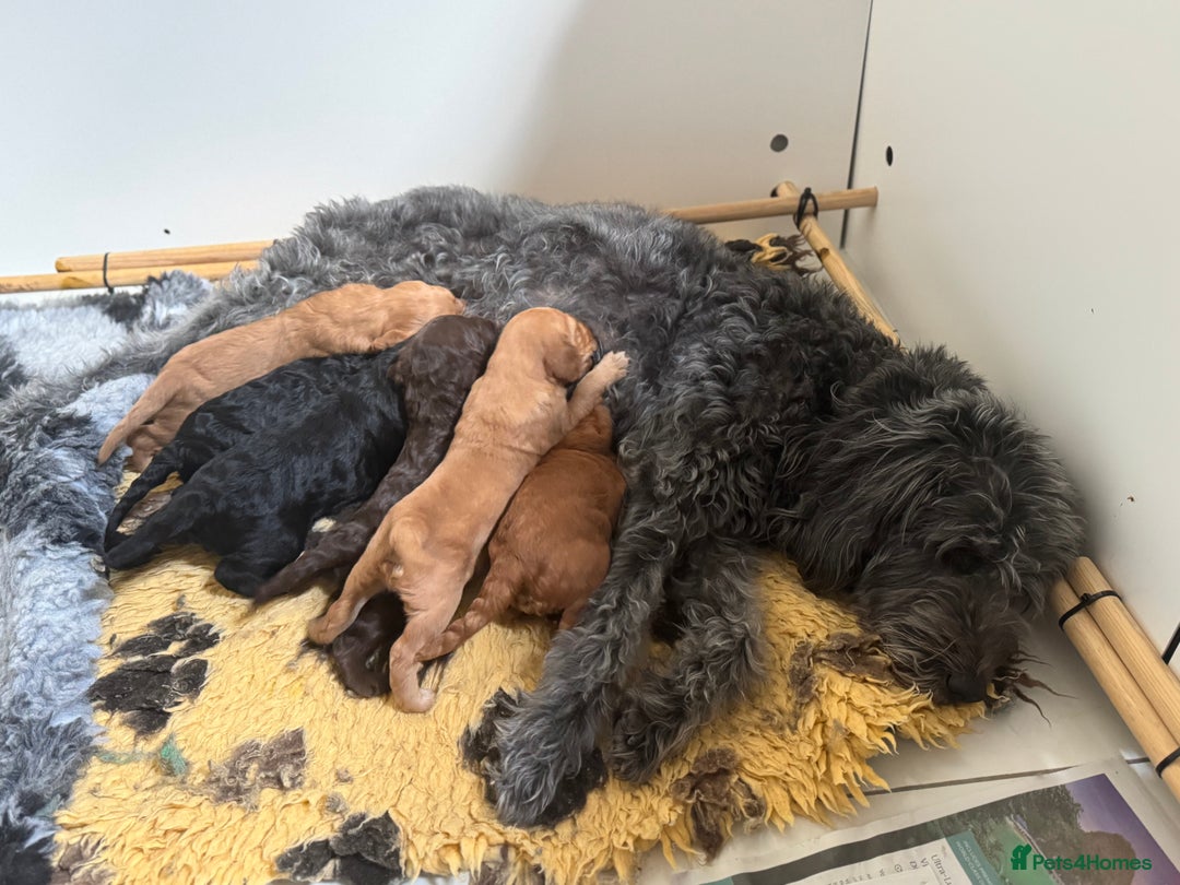 Labradoodle dogs for sale: 6 very cute Labradoodle puppies  - Image 9