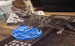 Bengal cats for sale: Bengal kittens - Image 8