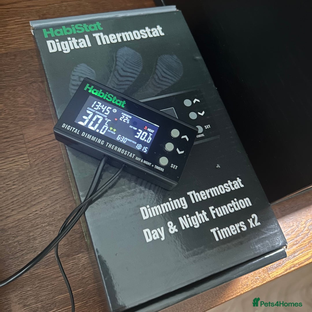 Leopard Gecko reptiles for sale: Setup + Super Hypo Carrot Tail Baldy Leopard Gecko - Advert 4