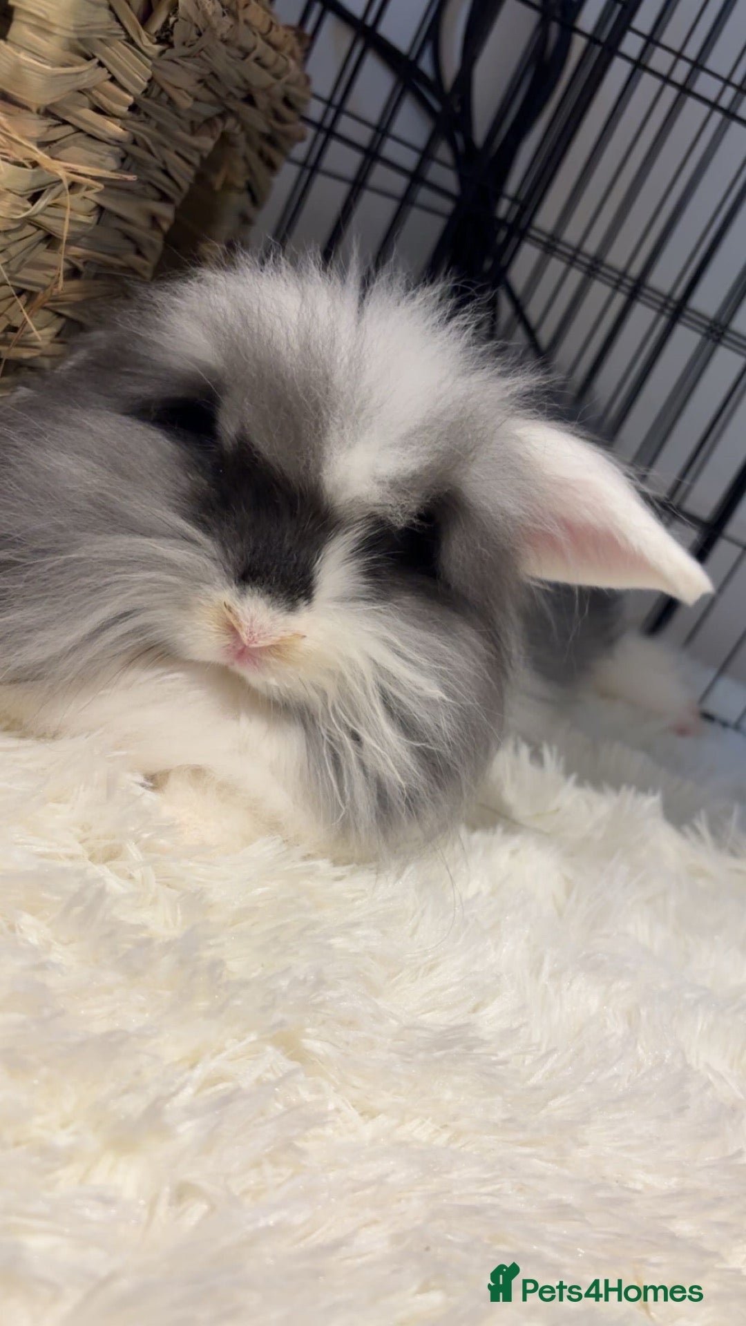 Lionhead rabbits Double maned lion head bunny - Advert 2