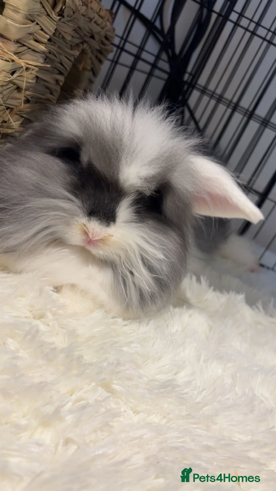 Lionhead rabbits for sale: Double maned lion head bunny - Advert 2