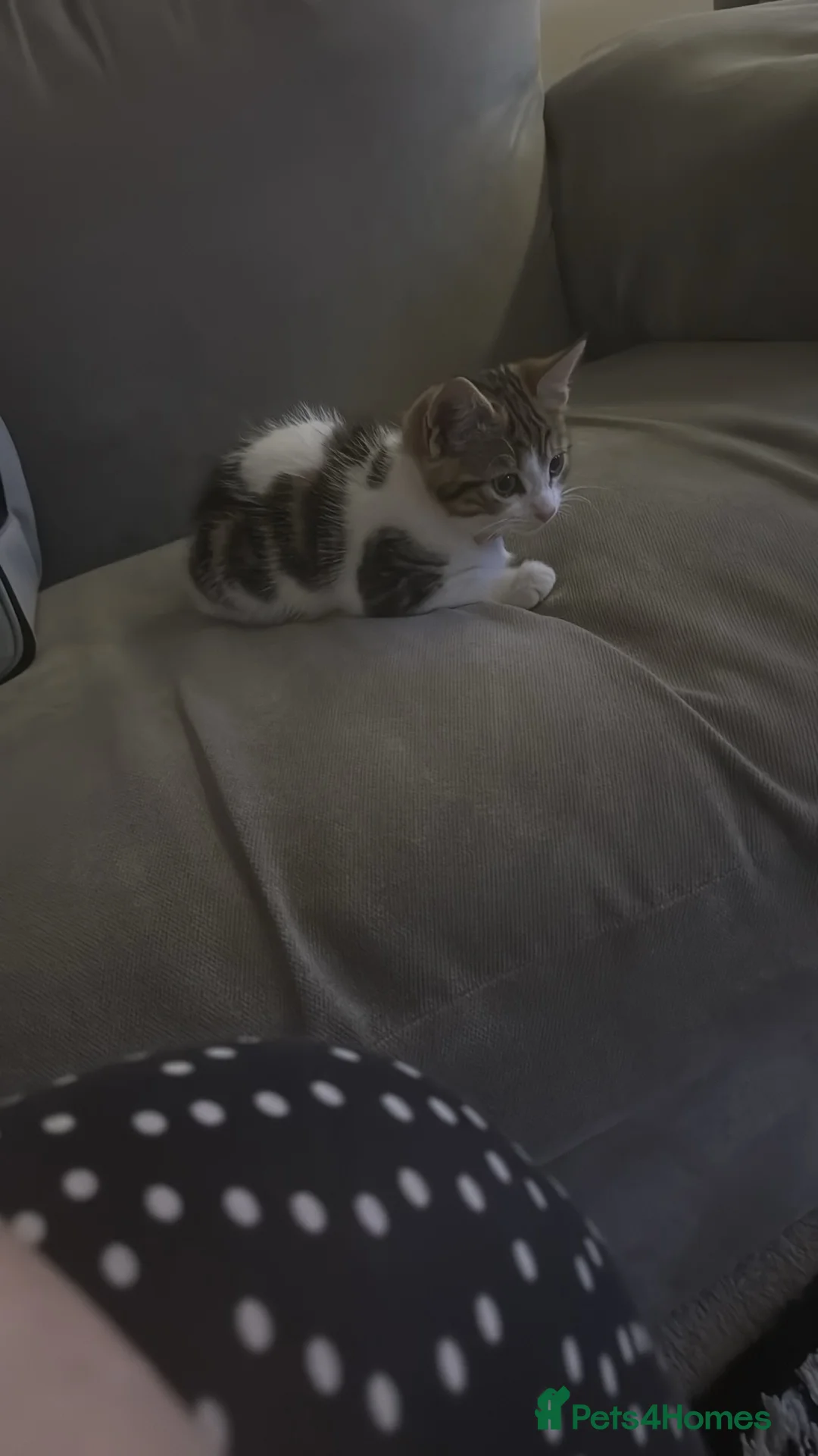 Domestic Shorthair cats for sale: Callie the kitten  - Advert 2