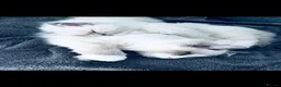 Ragdoll cats for sale: Ragdoll - Advert 8