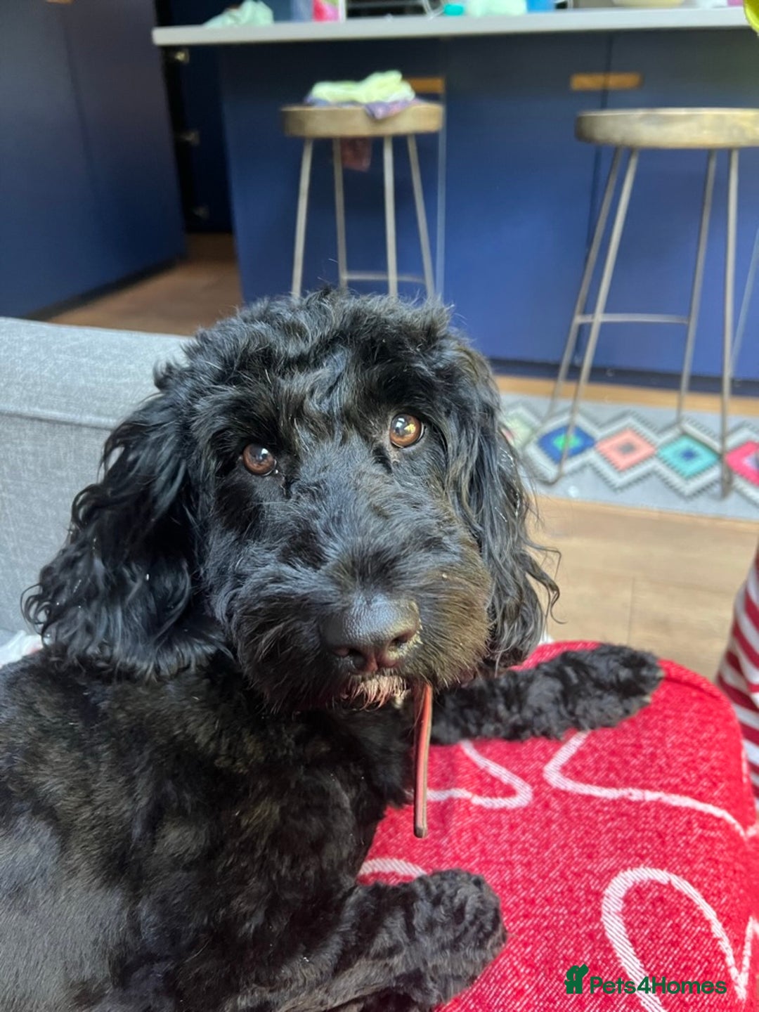 Cockapoo dogs for sale: Exceptional cockapoo pups- 1 Boy, 1 Girl left!! - Image 7