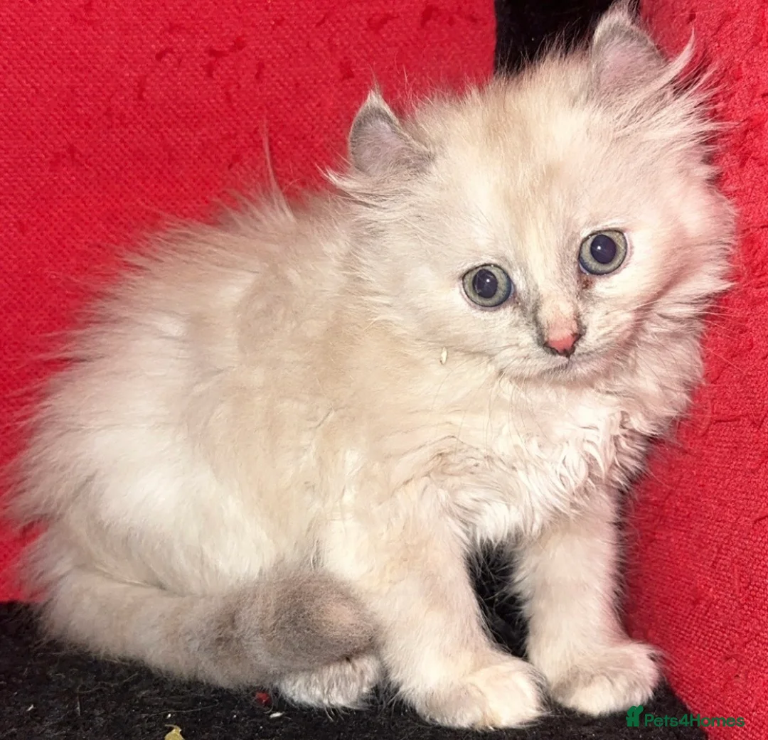 Mixed Breed cats for sale: Price lowered for handsome boy  - Advert 12