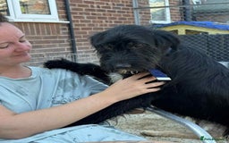 Mixed Breed dogs for adoption: Micky - Norwich Norfolk  - Image 10