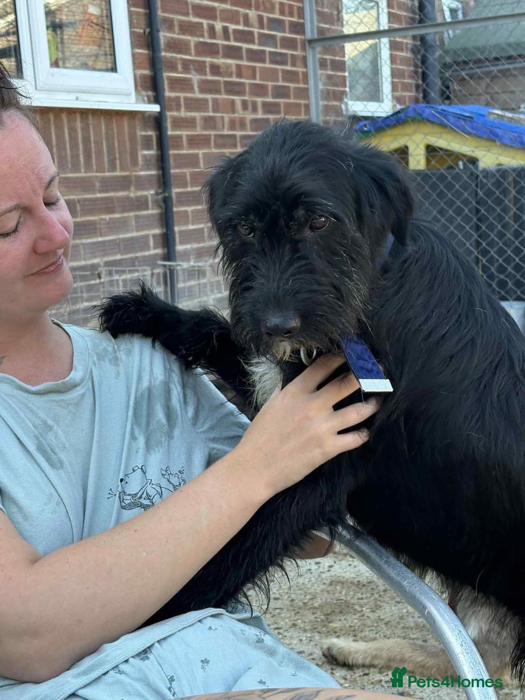 Mixed Breed dogs for adoption: Micky - Norwich Norfolk  - Image 10