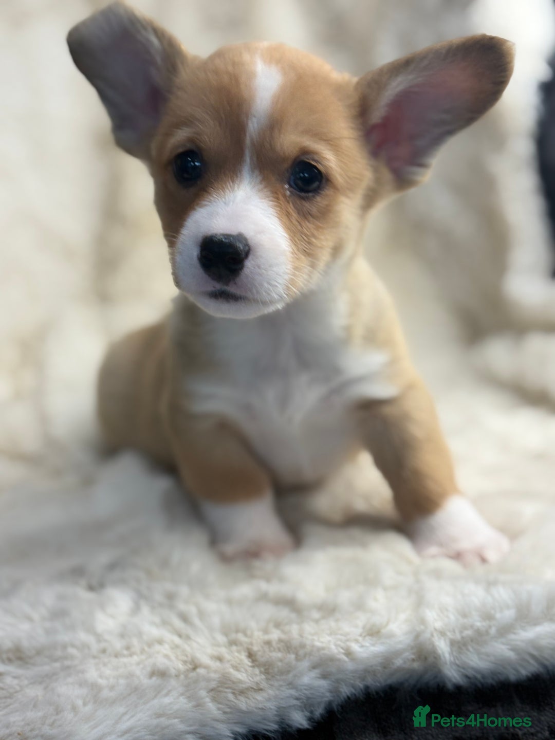 Welsh Corgi Pembroke dogs for sale: Top quality corgi puppies  - Advert 4