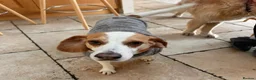 Beagle dogs for adoption: Otto (Beagle) in London - Advert 9