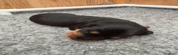 Miniature Dachshund dogs for sale: Stunning Miniature Silky Wire Haired Dachshunds  in Torquay - Advert 4