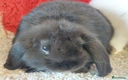 Mini Lop rabbits for sale: 2 minilop  brothers available  - Image 4