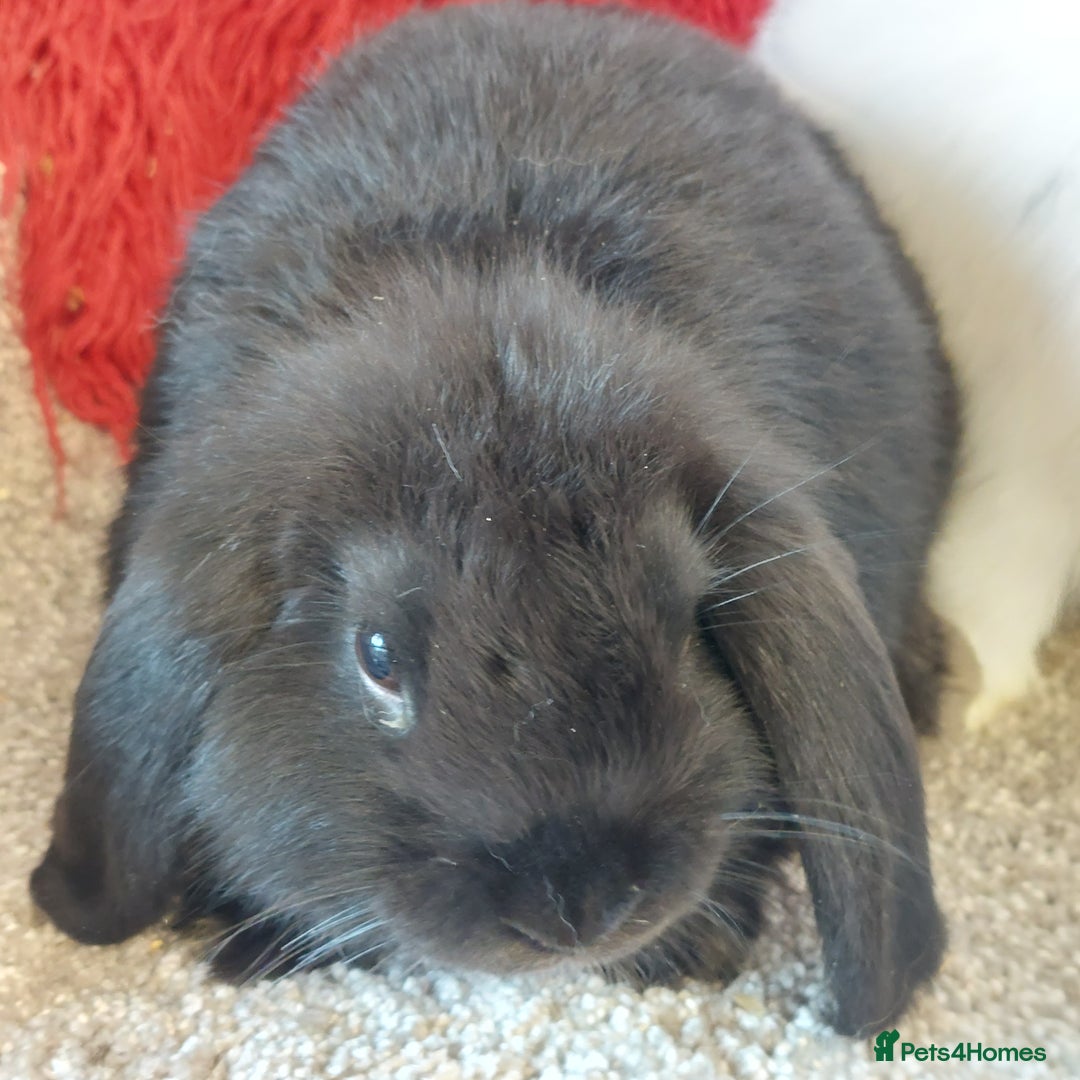 Mini Lop rabbits for sale: 2 minilop  brothers available  - Image 4