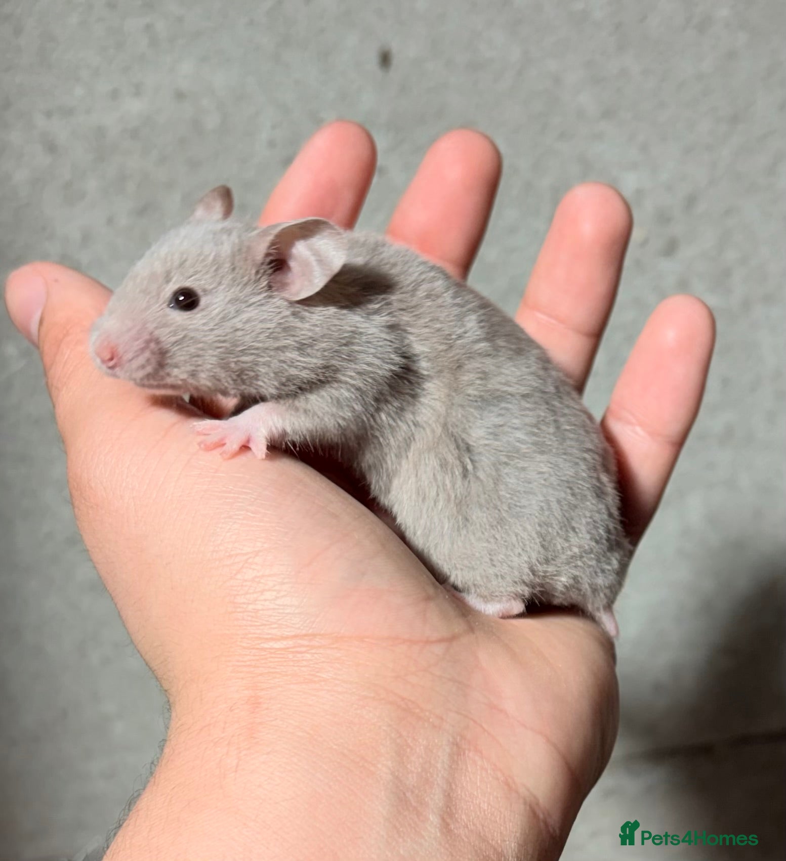 Hamster rodents BABY TAME PEDIGREE SYRIAN HAMSTERS  - Advert 6