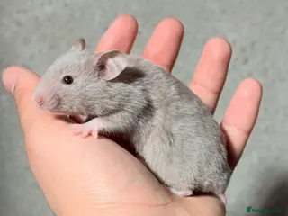 Hamster rodents BABY TAME PEDIGREE SYRIAN HAMSTERS - Advert 6