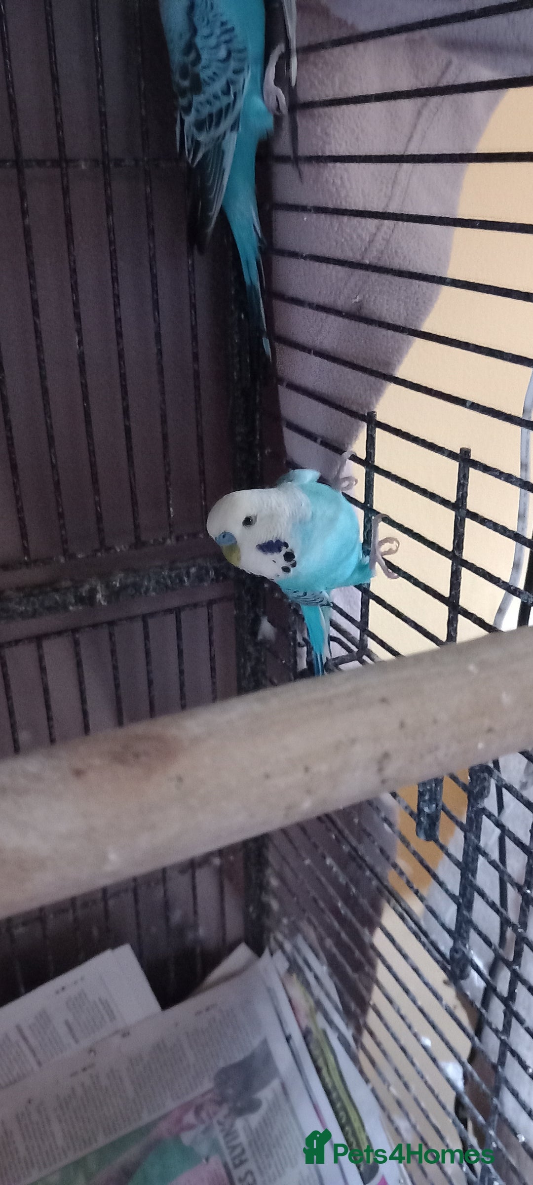 Budgerigars birds for sale: 3 budgies with cage - Image 2