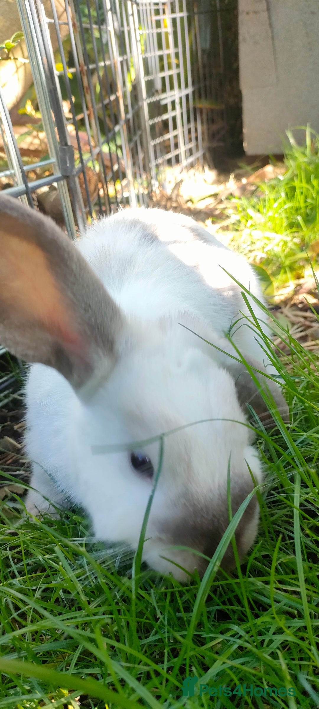 Mini Lop rabbits for sale: Bonded pair of cute friendly young mini lop boys - Image 11