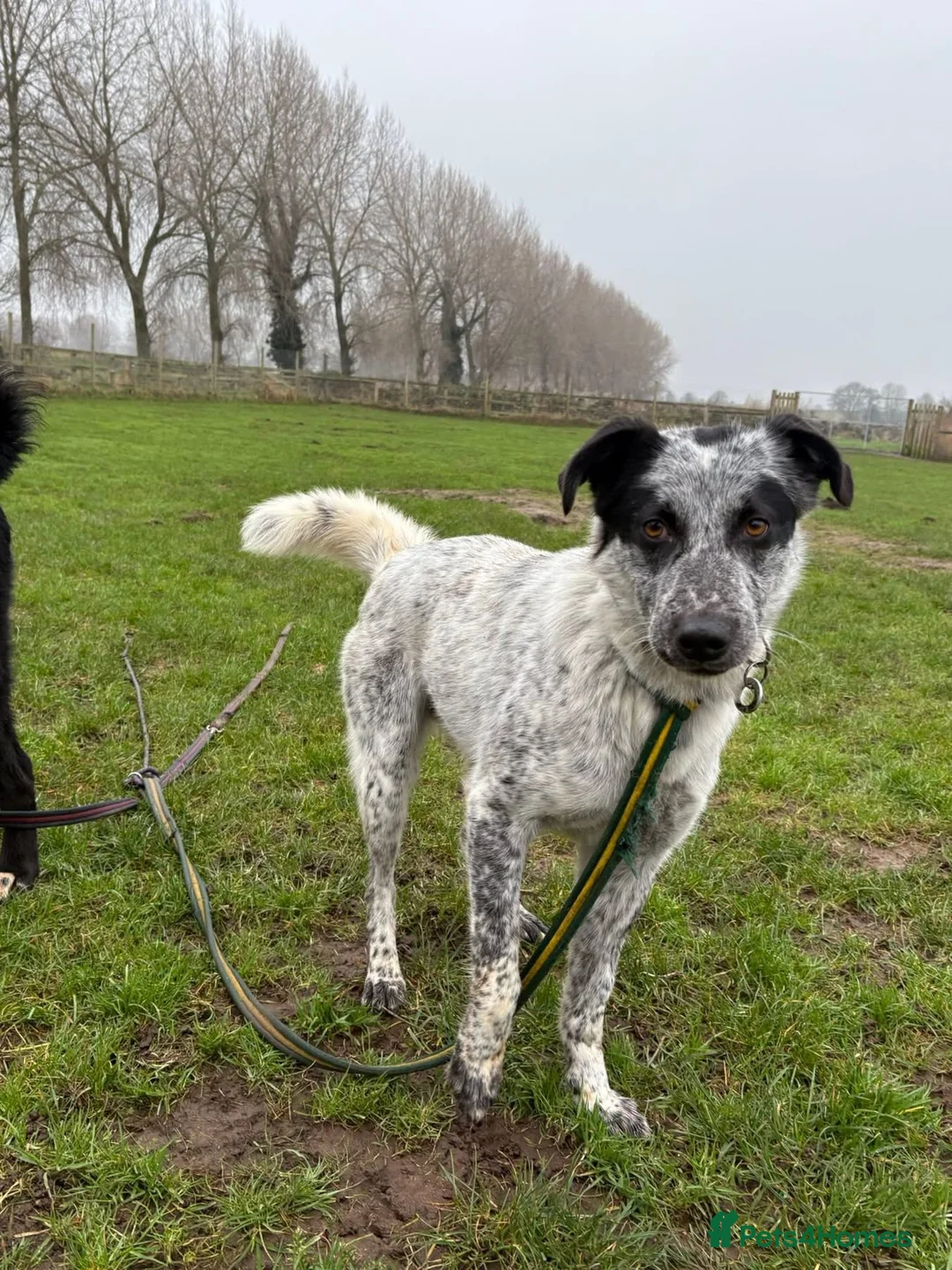 Mixed Breed dogs for adoption: Cessil - Norwich Norfolk  - Advert 2