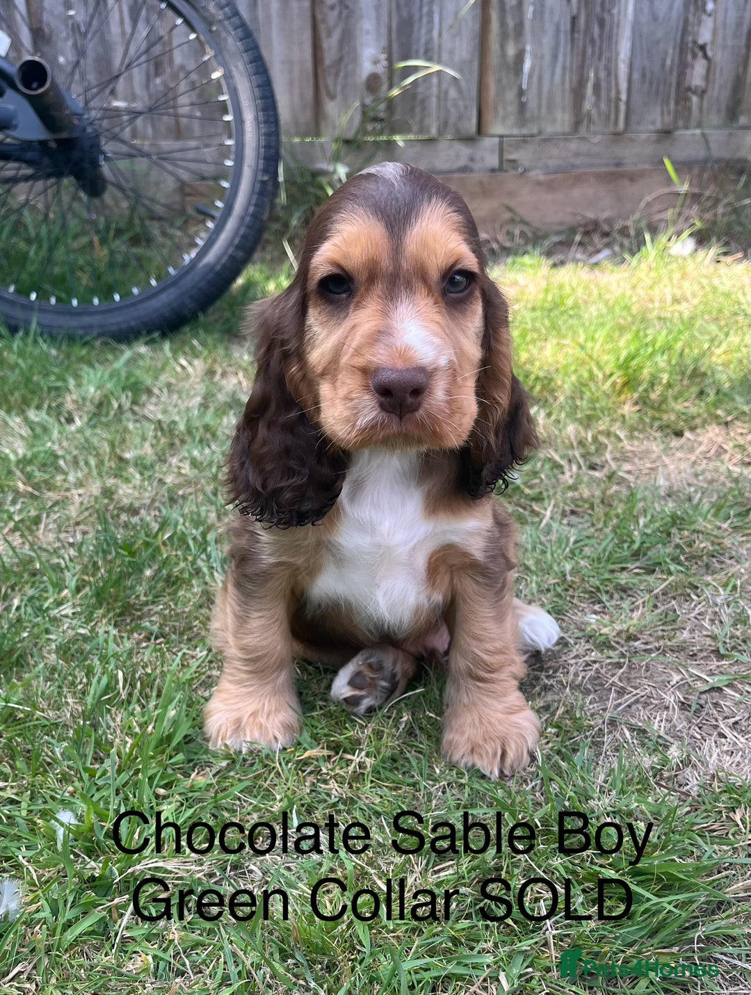 Cocker Spaniel dogs for sale: Beautiful Cocker Spaniel Puppies  - Image 17