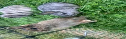 Netherland Dwarf rabbits for sale: URGENT 1 LEFT - Advert 13