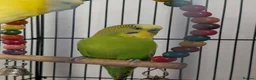 Budgerigars birds for sale: 2 Beautiful Budgies with Cage & Toys - Advert 5