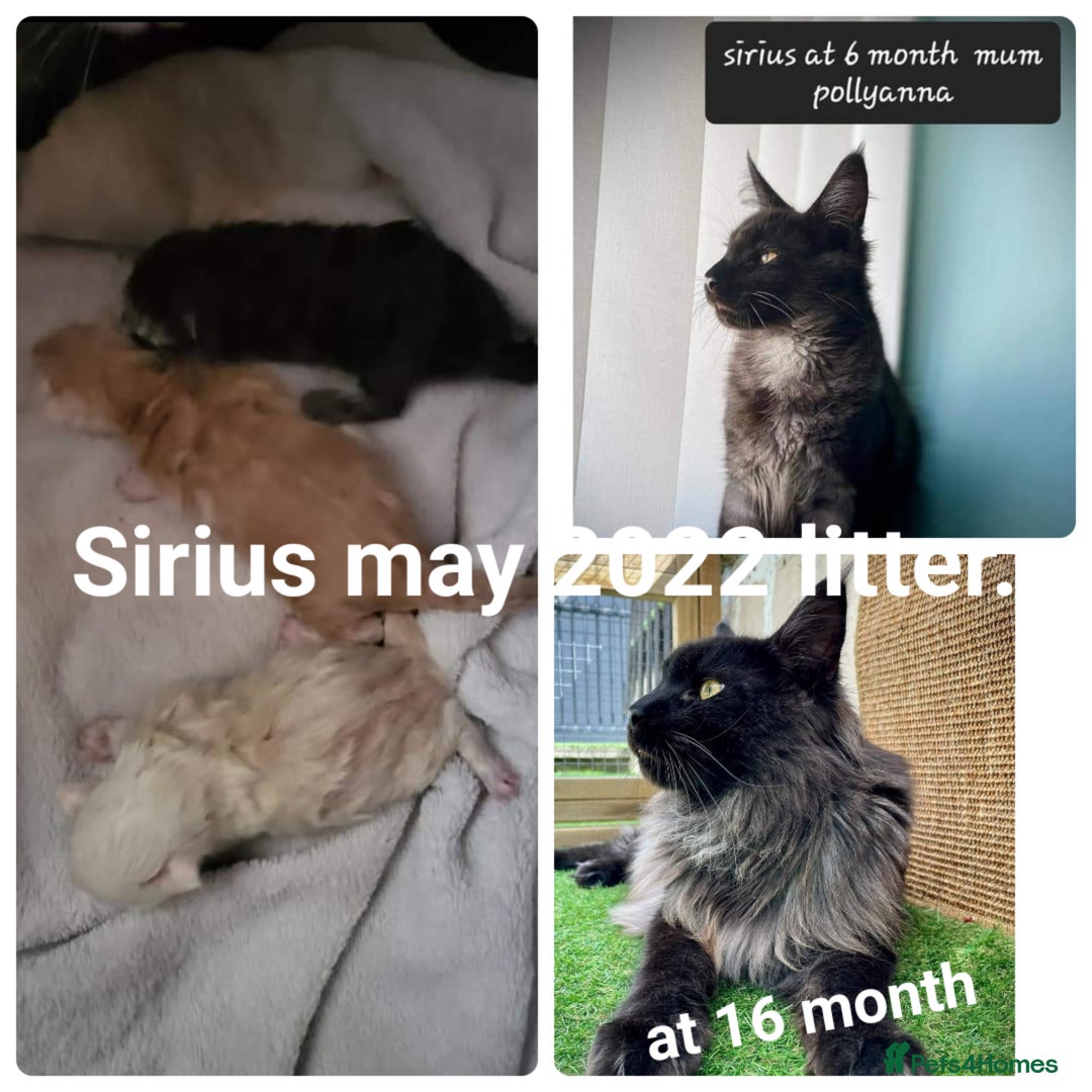 Maine Coon cats for sale: ✨✨ POLLYDACTYL MC  TiCA REG - Advert 14