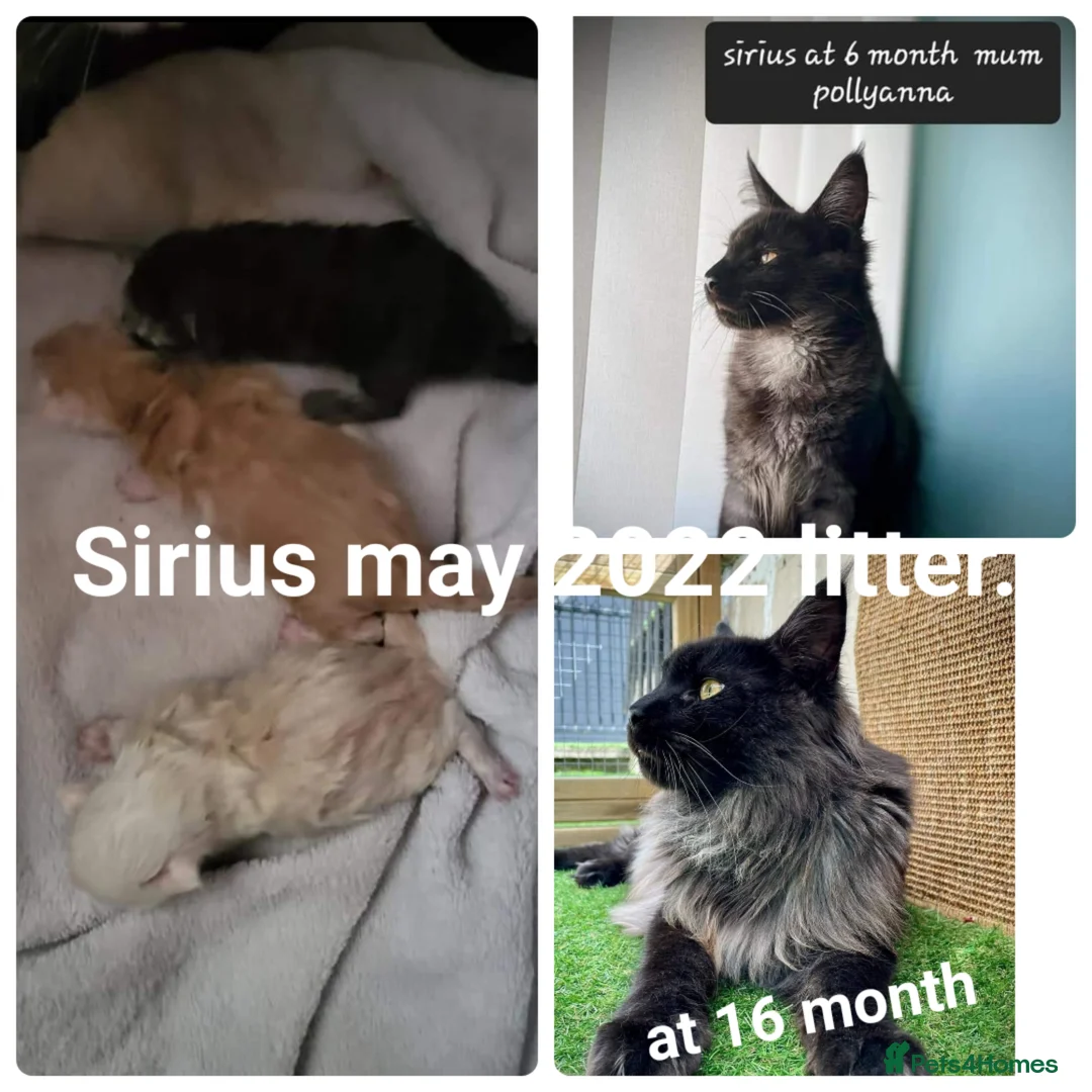 Maine Coon cats for sale: ✨✨ blk smoke F 6666 MC TiCA REG Poss active - Advert 13