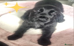 Cocker Spaniel dogs for sale: 🐶PRA FA HEALTH TESTED Show Cocker Spaniels Ready - Image 8