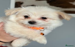 Maltese dogs for sale: Maltese x Pomeranian  - Advert 8