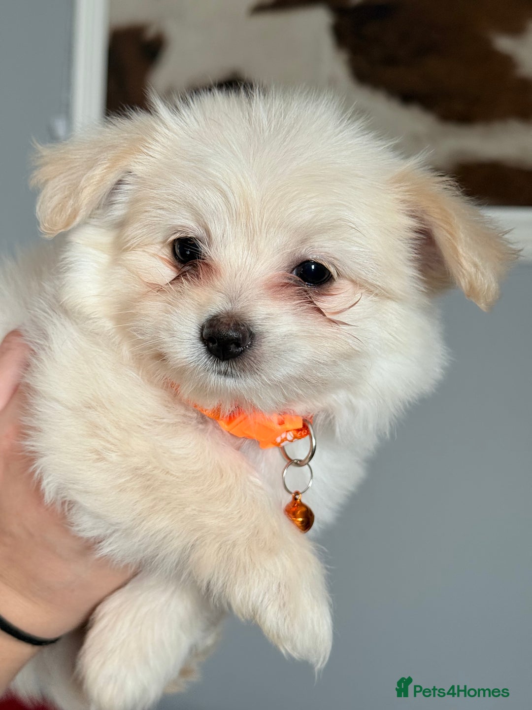 Maltese dogs for sale: Maltese x Pomeranian  - Advert 8