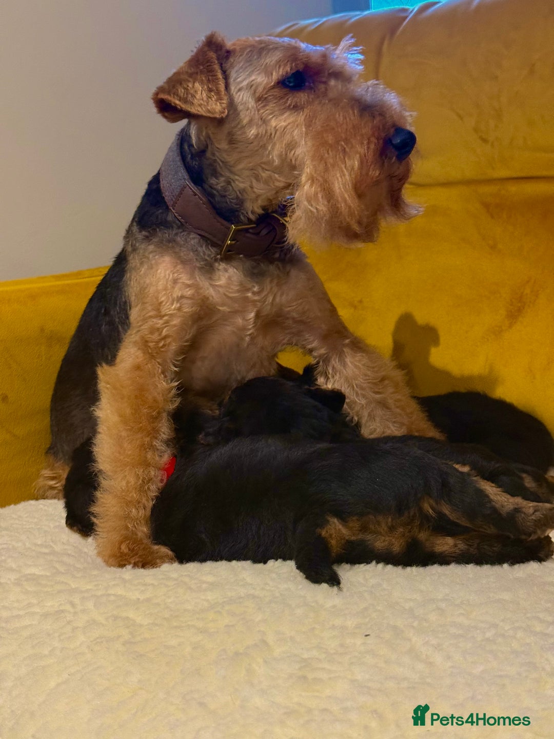 Welsh Terrier dogs for sale: Top quality litter  - Image 3