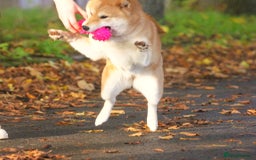 Japanese Shiba Inu dogs for sale: Two super female Japanese shiba inu  - Advert 7