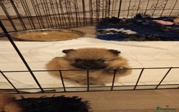 Pomeranian dogs for sale: Teddy Pomeranian girl - Image 6