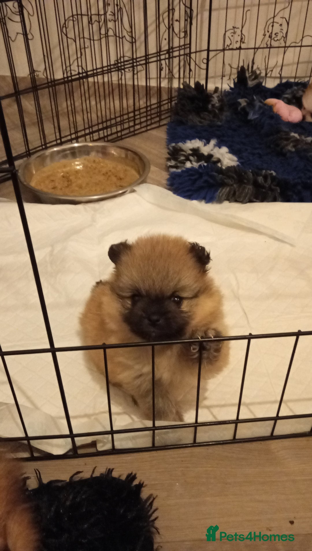 Pomeranian dogs for sale: Teddy Pomeranian girl - Image 6