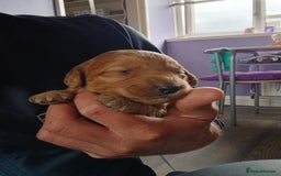 Cockapoo dogs for sale: Cockerpoos - Image 8