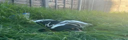 Mixed Breed dogs for sale: Beautiful hound for rehoming! Payment not required - Advert 8