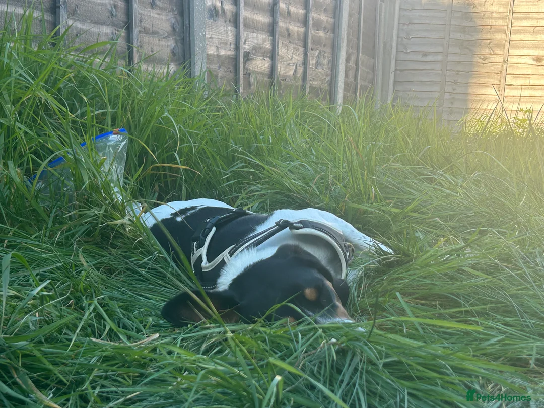Mixed Breed dogs for sale: Beautiful hound for rehoming! Payment not required - Advert 8