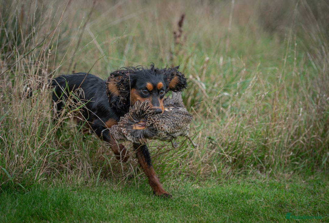 Cocker Spaniel dogs for stud: KC REG, HIP/ELBOW SCORED, EYES & DNA 11.4kg in Orpington - Image 5