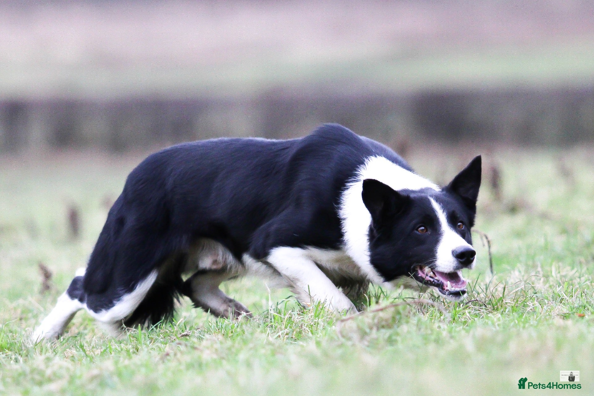 Border Collie dogs Border Collie bitch pup - Advert 1