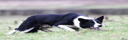 Border Collie dogs for sale: Border Collie bitch pup in Bala - Advert 1