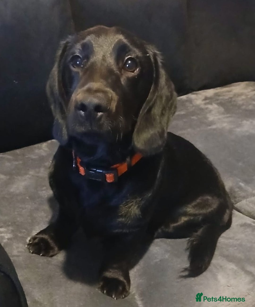 Mixed Breed dogs for sale: Dashador puppies  - Advert 4