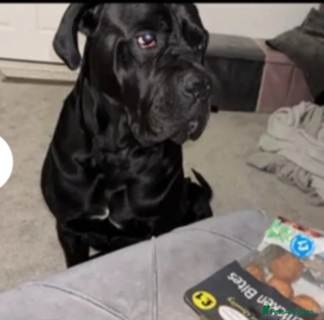 Cane Corso dogs for sale: Cane corsos in Rotherham - Advert 2