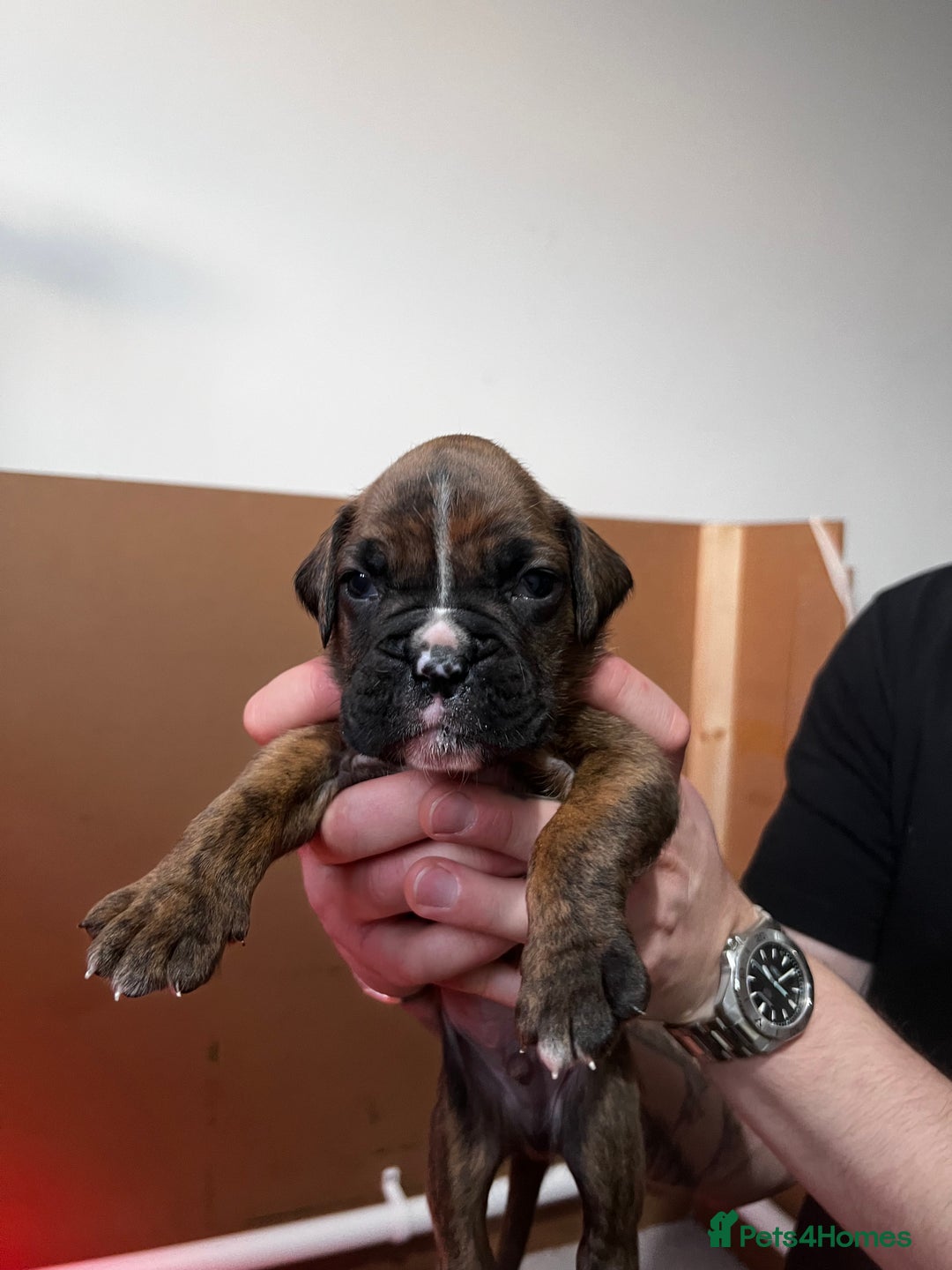 Boxer dogs for sale: Boxer Puppies UPDATED PHOTOS  - Advert 13