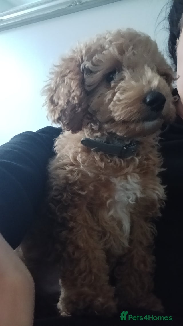 Beautiful cockapoo boy for sale in Durham | Pets4Homes