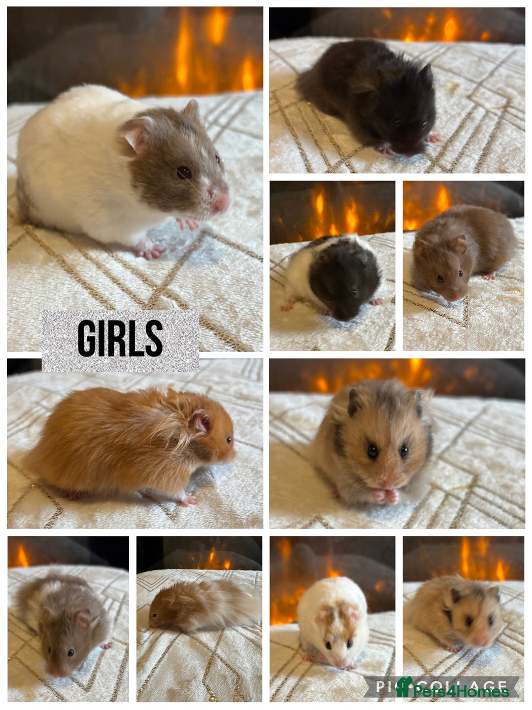 Hamster rodents for sale: Stunning long haired Syrian hamsters  - Advert 2